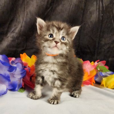 MaineCoonKittenStarDandy05022025MOrange11.jpg