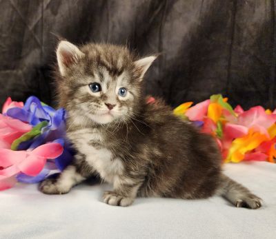 MaineCoonKittenStarDandy05022025MOrange12.jpg
