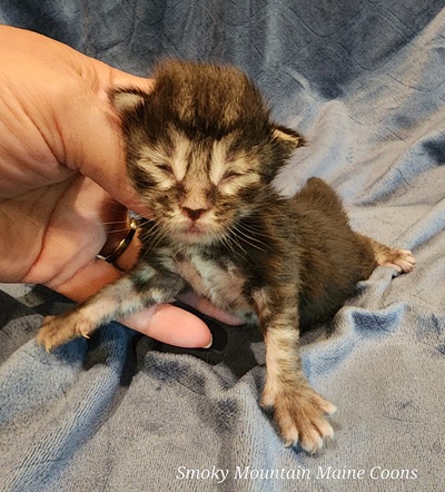 MaineCoonKittenStarDandy05022025MOrange4.jpg