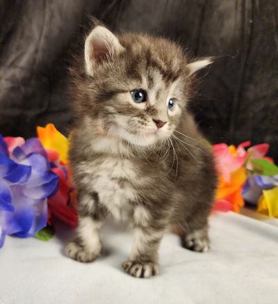 MaineCoonKittenStarDandy05022025MOrange9.jpg