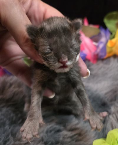 Green Collar Female 1