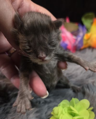 Green Collar Female 5