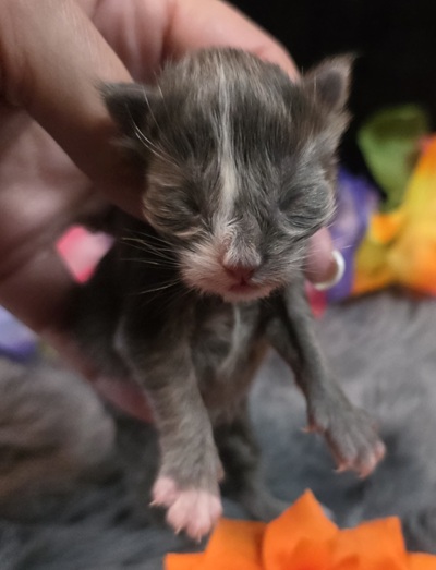 Orange Collar Female 1