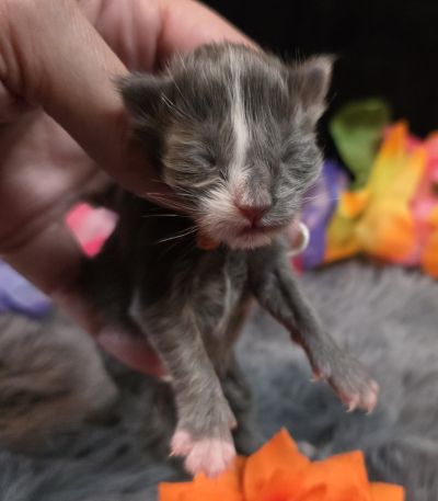 Orange Collar Female 2