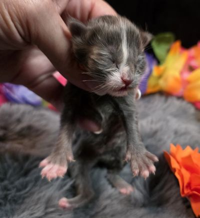 Orange Collar Female 4