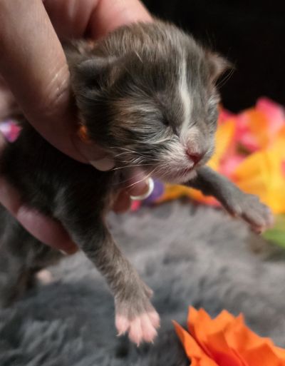 Orange Collar Female 6