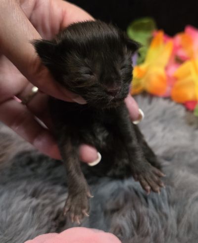 Pink Collar Female 1