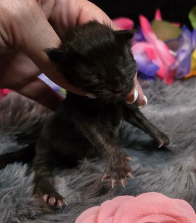 Pink Collar Female 4