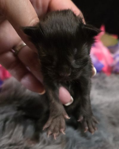 Pink Collar Female 5