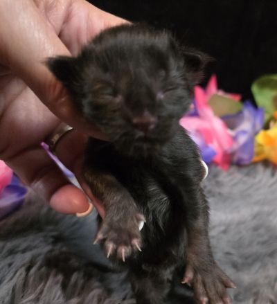 Pink Collar Female 6