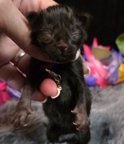Purple Collar Female 1