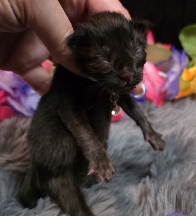 Purple Collar Female 5