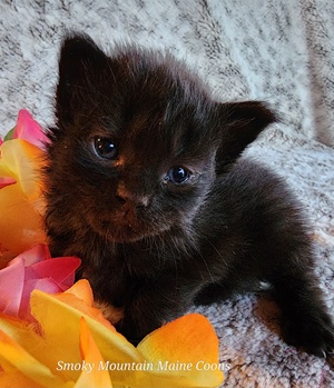 MaineCoonKittenTanzyRauchen03242025FLtpurple5.jpg