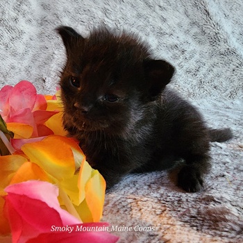 MaineCoonKittenTanzyRauchen03242025FLtpurple6.jpg