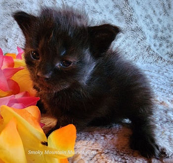 MaineCoonKittenTanzyRauchen03242025FLtpurple8.jpg