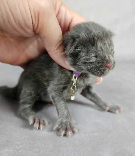 MaineCoonKittenTanzyRauchen10032025FDkPurple3.jpgPurple5.jpg