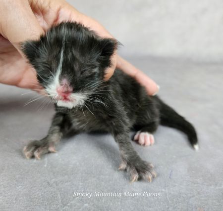 MaineCoonKittenTanzyRauchen10032025FGreen2.jpg