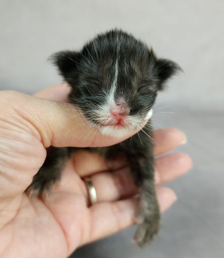 MaineCoonKittenTanzyRauchen10032025FGreen6.jpg