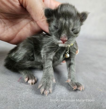 MaineCoonKittenTanzyRauchen10032025FYellow10.jpg