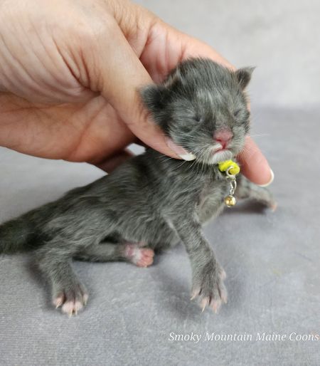 MaineCoonKittenTanzyRauchen10032025FYellow4.jpg