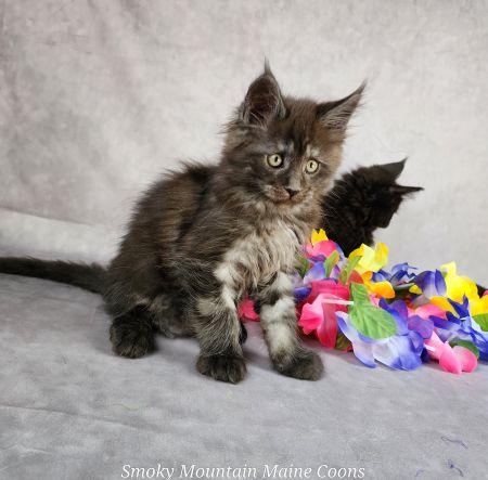 MaineCoonKittenTiaRauchen08042025MGreen11.jpg
