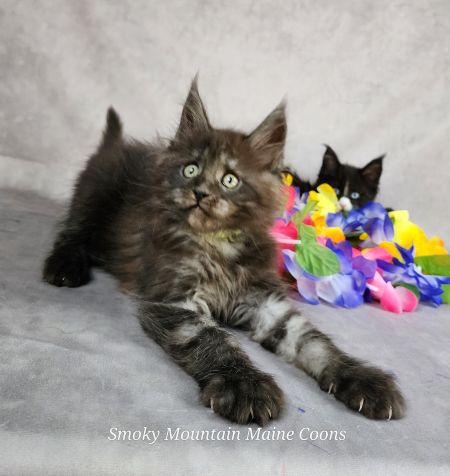 MaineCoonKittenTiaRauchen08042025MGreen13.jpg