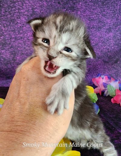 MaineCoonKittenUMayomiDandy09292025FPink15.jpg