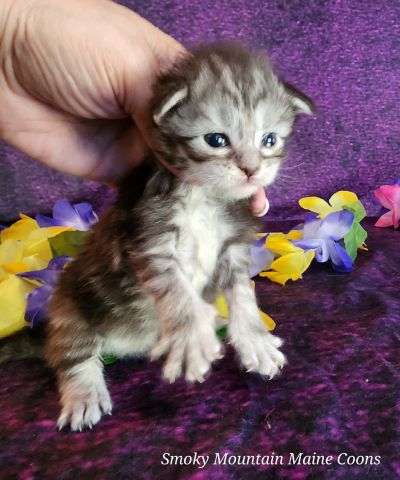 MaineCoonKittenUMayomiDandy09292025FPink18.jpg