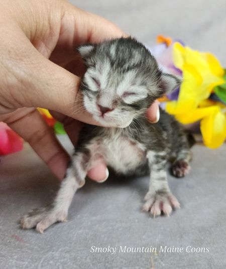MaineCoonKittenUMayomiDandy09292025FPink2.jpg