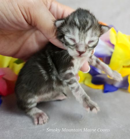 MaineCoonKittenUMayomiDandy09292025FPink6.jpg