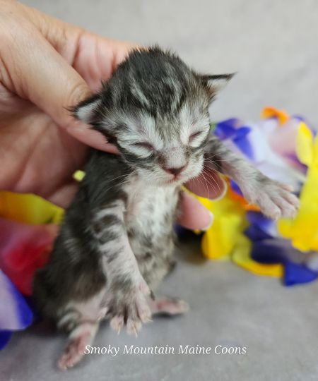 MaineCoonKittenUMayomiDandy09292025FPink7.jpg