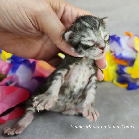 MaineCoonKittenUMayomiDandy09292025FPink9.jpg