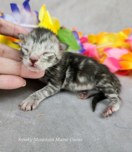 MaineCoonKittenUMayomiDandy09292025MBlue1.jpg