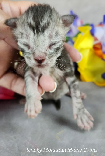 MaineCoonKittenUMayomiDandy09292025MBlue2.jpg