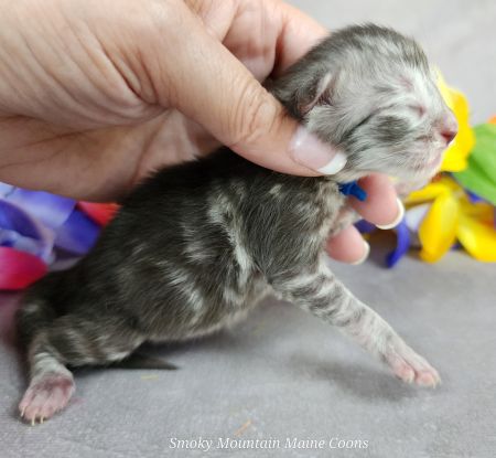 MaineCoonKittenUMayomiDandy09292025MBlue5.jpg