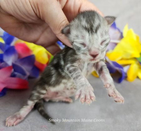 MaineCoonKittenUMayomiDandy09292025MBlue6.jpg