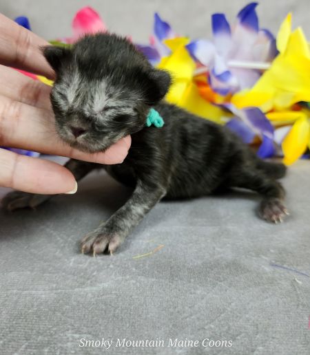 MaineCoonKittenUMayomiDandy09292025MGreen4.jpg