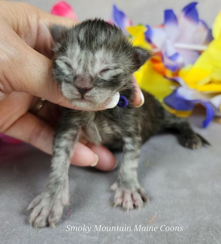 MaineCoonKittenUMayomiDandy09292025MPurple1.jpg