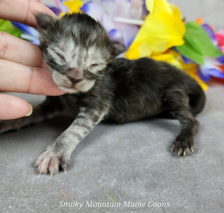 MaineCoonKittenUMayomiDandy09292025MPurple4.jpg