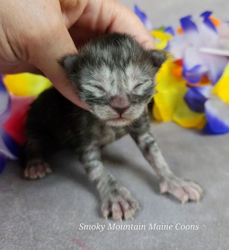 MaineCoonKittenUMayomiDandy09292025MPurple8.jpg