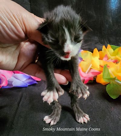 Penny 9