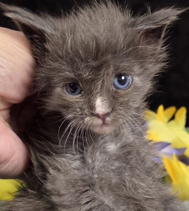 Jasmine light blue collar blue with white Maine Coon kitten photo 1