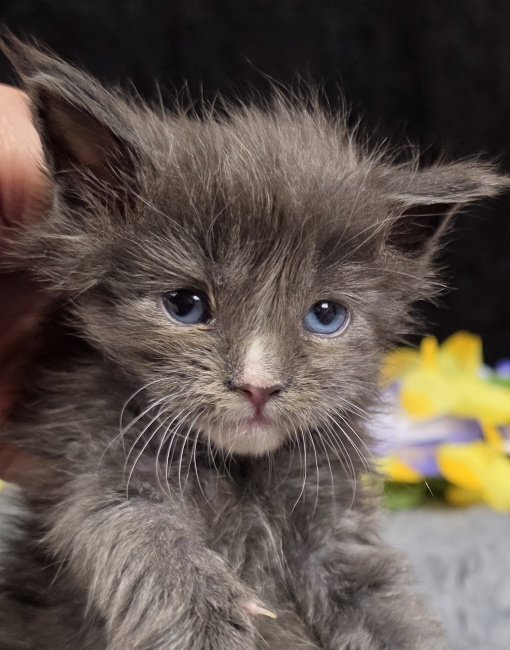 Jasmine light blue collar blue with white Maine Coon kitten photo 3