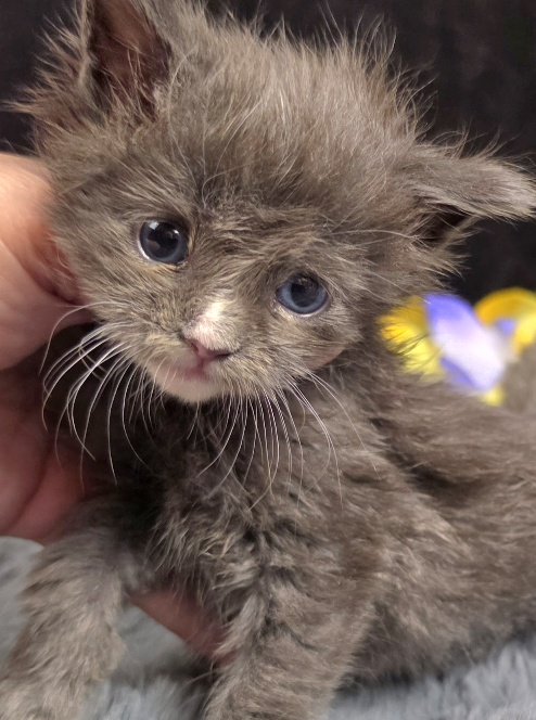 Jasmine light blue collar blue with white Maine Coon kitten photo 4