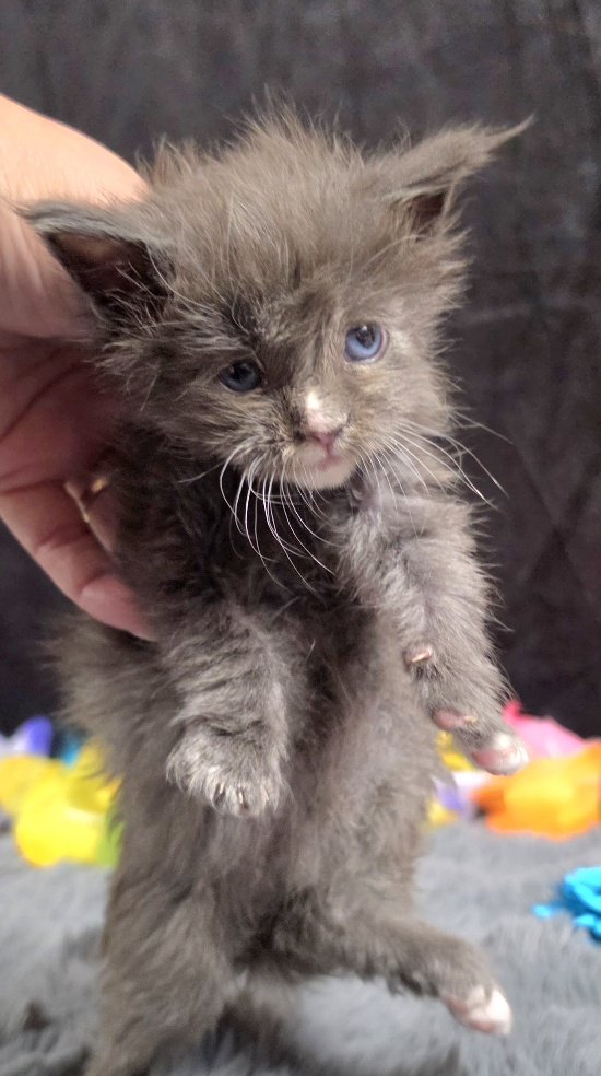 Jasmine light blue collar blue with white Maine Coon kitten photo 5