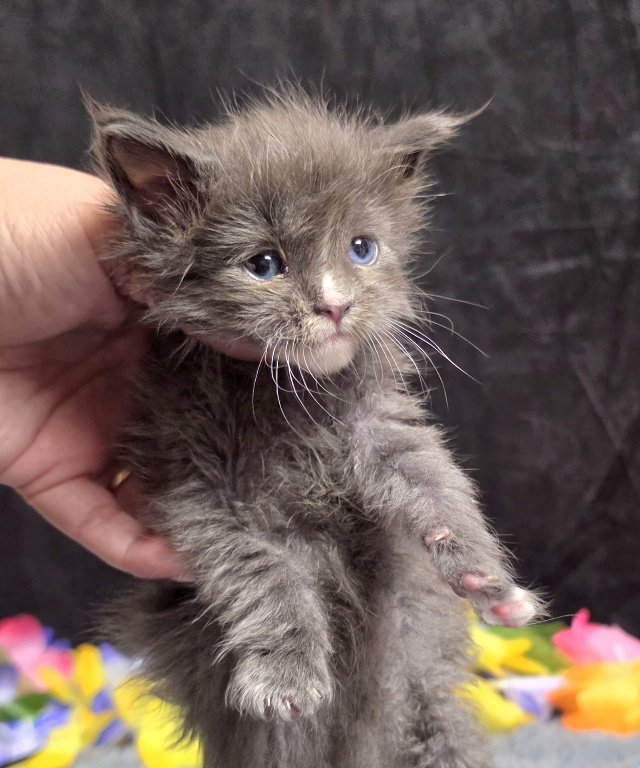 Jasmine light blue collar blue with white Maine Coon kitten photo 7