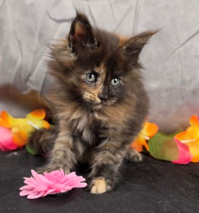 Dinah pink collar mackerel torbie Maine Coon kitten photo 4