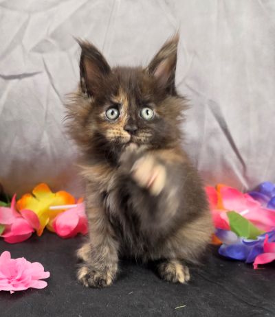 Dinah pink collar mackerel torbie Maine Coon kitten photo 5