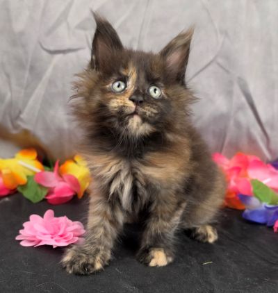 Dinah pink collar mackerel torbie Maine Coon kitten photo 6