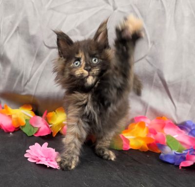 Dinah pink collar mackerel torbie Maine Coon kitten photo 7